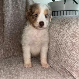 Pepe - Brown merle male Aussiedoodle puppy in Austin, Texas from Doodles of Central Texas