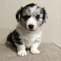 Tinsel - Blue merle and white male American Corgi puppy in Temple, Texas from Silver Moon Cardigan and American Corgis