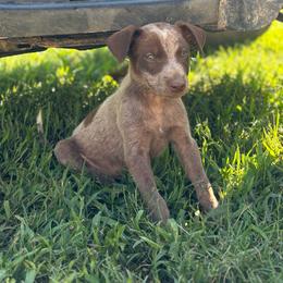 Walker - Blue male Australian Cattle Dog puppy in Timpson, Texas from Double S Kennel