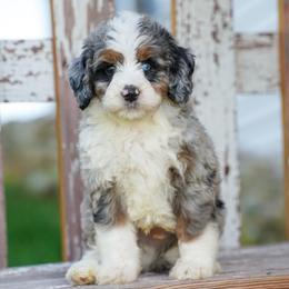 Marshall - Blue merle male Bernedoodle puppy in Dundee, Ohio from Down Home Doodle