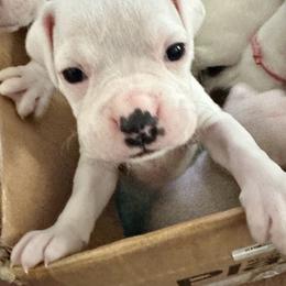 Boy 1 - royal blue - heart on side - White male Boxer puppy in Nashville, Tennessee from Best Friends over 20+ years experience
