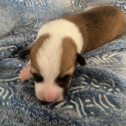Teal - Red female Pembroke Welsh Corgi puppy in Beulaville, North Carolina from Windy Acres Pembroke Welsh