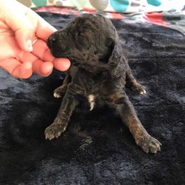 Poodle Puppies from Myka and Lisa’s Coast to Coast Poodles