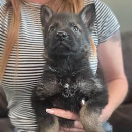 Orange collar - Sable male German Shepherd puppy in Canterbury, Connecticut from Nachtwaechter German Shepherds, LLC