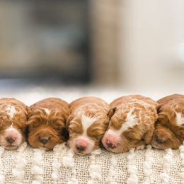 Cavapoos, Goldendoodles, and Poodles from Pawsitively Perfect Pup Co.