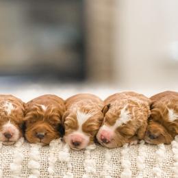 Cavapoos, Goldendoodles, and Poodles from Pawsitively Perfect Pup Co.
