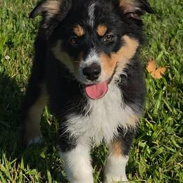 Cash - Black tri male Miniature American Shepherd puppy in Ellensburg, Washington from Wiggle Rump Ranch