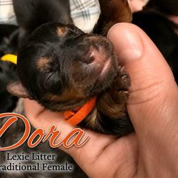 Dora - Black and tan female Yorkshire Terrier puppy in Tangipahoa County, Louisiana from Riche’ Louisiana Yorkies