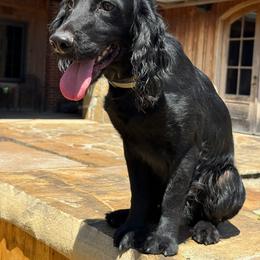Drake - Black male English Cocker Spaniel puppy in Ohatchee, Alabama from Otter Creek Kennels