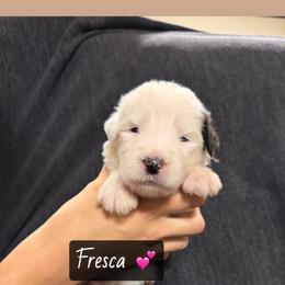 Fresca - Gray and white female Old English Sheepdog puppy in Bristol, Indiana from Ridgeruns OES