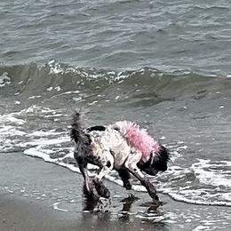Poodles from Poodle parade