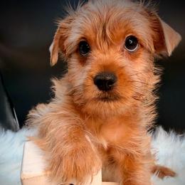 Golden boy - Chocolate and tan male Yorkshire Terrier puppy in Machesney Park, Illinois from Three Yorkie Family