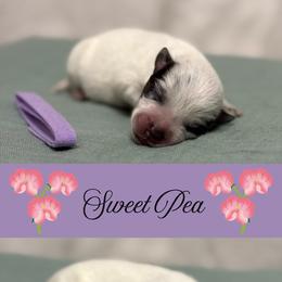 Sweet Pea - Blue mottled female Australian Cattle Dog puppy in Seneca, Missouri from MO Morningstar Heelers