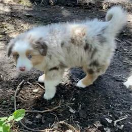 Granite - Red merle male Miniature Australian Shepherd puppy in Priest River, Washington from Offgrid Aussies