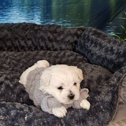 Gray boy - White and buff Bichon Frise puppy in Lavon, Texas from Sissy’s Heavenly Paws