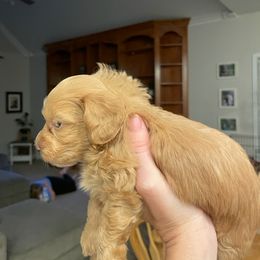 Maltipoo Puppies from Piper N Penny