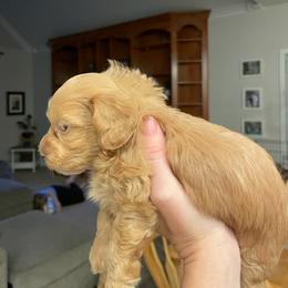 Maltipoo Puppies from Piper N Penny