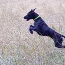 German Shorthaired Pointers from Cox Family Farms
