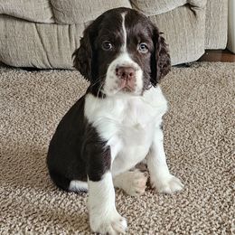 Boy 3 - male English Springer Spaniel puppy in Newville, Pennsylvania from Davis English Springer Spaniels