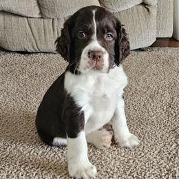 Boy 3 - male English Springer Spaniel puppy in Newville, Pennsylvania from Davis English Springer Spaniels