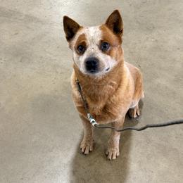 Halo - Australian Cattle Dog