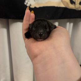 Rutabaga - Black female Pomeranian puppy in Springfield, Missouri from Hope Mountain Pomeranians