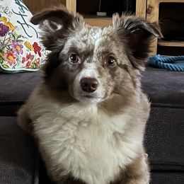 Miniature Australian Shepherds and Toy Australian Shepherds from Arkie Rooted Aussies