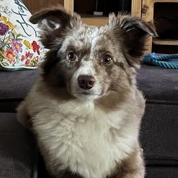Miniature Australian Shepherds and Toy Australian Shepherds from Arkie Rooted Aussies
