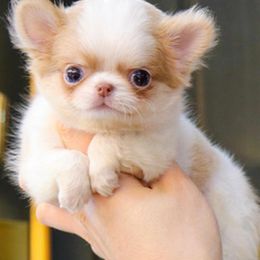 Chihuahua and Pomeranian Puppies from Exotic City Pomeranians