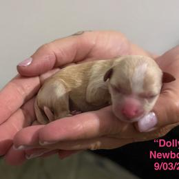 Dolly - Parti female Yorkshire Terrier puppy in Forest, Virginia from Majestic Touch Kennels and Pet Services