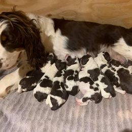 English Springer Spaniel Puppies from Highlander Springers