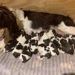 English Springer Spaniel Puppies from Highlander Springers