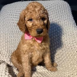 Pink - Apricot female Goldendoodle puppy in Buda, Texas from Anita’s Doodles