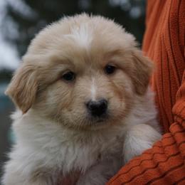 Duke - Yellow male Australian Shepherd puppy in Holmesville, Ohio from Coffee Run Spring at Miller Farms