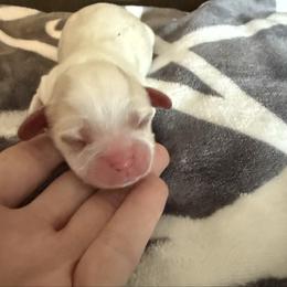 Royal - Blenheim male Cavalier King Charles Spaniel puppy in Oxford, Ohio from Wilson Park Cavaliers
