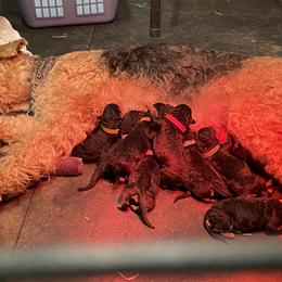 Airedale Terrier puppies from Airedales of Myriad Ranch