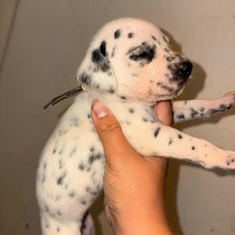 Sin - White and black female Dalmatian puppy in Toledo, Ohio from Exquisite Dalmatians & Standard Poodles