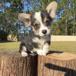 Atlas - Black and white male American Corgi puppy in Florida from Sunrise Corgis