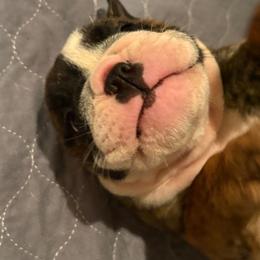 Ursa - Red brindle and white female Bulldog puppy in Laurel, Montana from Bull Mountain Bulldogs