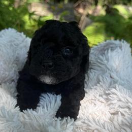 Olive - Black female Goldendoodle puppy in Cherry Tree, Pennsylvania from Plum Creek Acres Next Generation