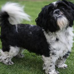 Oreo - Shih Tzu