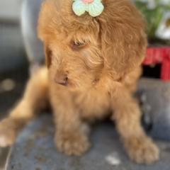 Aussiedoodle, Poodle, and Saint Berdoodle Puppies from Remington Kennels, LLC