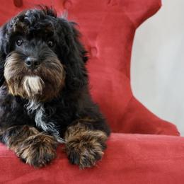 Bernedoodle and Cavapoo Puppies from Lawler’s Legacy Litters
