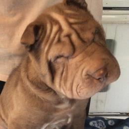 Chinese Shar-Pei Puppies from Bilderbear Shar-Pei