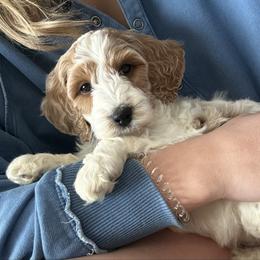Frosty - Parti male Goldendoodle puppy in Crothersville, Indiana from Wischmeier’s Doodles