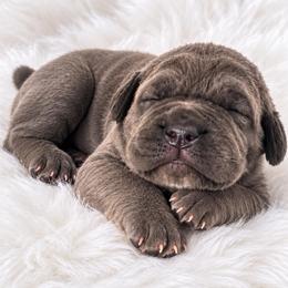 Morgan - Gray and fawn male Cane Corso puppy in Trenton, Texas from Trained To Go Corso Kennels (T.T.G. Corso Kennels)