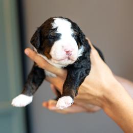 Finn - Tri-color male Bernedoodle puppy in Narvon, Pennsylvania from CBKB Bernedoodle’s