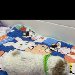 Poodle Puppies from Alisha Sneed's Bullmastiffs