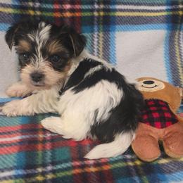 Parti Boy - Parti male Yorkshire Terrier puppy in Lakeland, Florida from You Me & The Yorkies