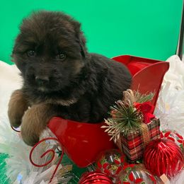 Ginger - Black and tan female German Shepherd puppy in Walla Walla, Washington from Silver Knight Shepherds
